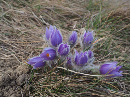 Pulsatilla grandis